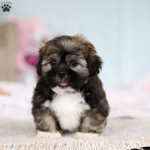 Prince, Lhasa Apso Puppy